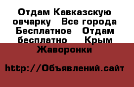 Отдам Кавказскую овчарку - Все города Бесплатное » Отдам бесплатно   . Крым,Жаворонки